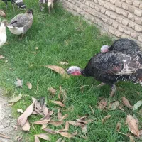 بوقلمون  قوغاز   غاز   همه  یکجا|حیوانات مزرعه|فاضل آباد, |دیوار