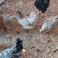 مرغ گلین