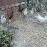 مرغ تخمی بشرط