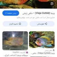 ماهی ویجا سینسیلم یا سینسیلا|ماهی|شیراز, درکی|دیوار