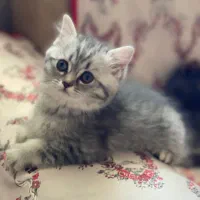 بچه گربه بریتیش