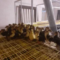 جوجه اردک اسرائیلی اصیل ۷ روزه مرگ در رفته