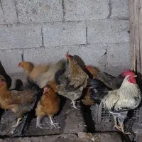 مرغ محلی تخم گذار|حیوانات مزرعه|رودبنه, |دیوار