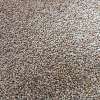 ارزن بومی گونی چهل کیلویی