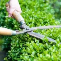 باغبانی ،هرس ،سمپاشی، تمیز کردن باغچه، کاشتن گلدان