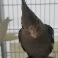 ۲ تا جوجه عروس دستی