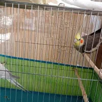 فروش ۲ جفت عروس هلندی|پرنده|دره شهر, |دیوار