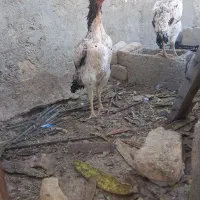 مرغ اوشامو شکری دانگ بالا