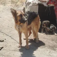 سگ ژرمن