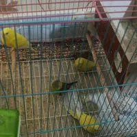 مرغ عشق معاوضه با کبوتر الماسی