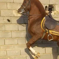 کره نریان عرب یکسر|اسب و تجهیزات اسب‌سواری|مهریز, |دیوار