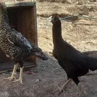 فروش تخم  مرغ لاری