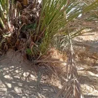 فروش انواع پاجوش|گل و گیاه طبیعی|اهواز, دغاغله|دیوار