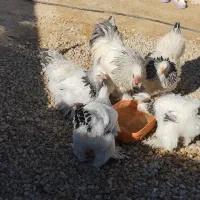 مرغ وخروس برهما لایت|حیوانات مزرعه|کهریزک, |دیوار