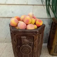 گلدان|گل و گیاه طبیعی|تهران, دکتر هوشیار|دیوار