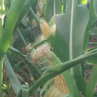 ذرت علوفه ای درجه یک