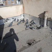 دوبر نابروان وجان آردن|پرنده|کوراییم, |دیوار