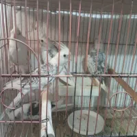 عروس هلندی ایزابلا و دوکت و جفت|پرنده|لنگرود, |دیوار