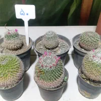 انواع کاکتوس