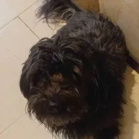 یک سگ  تریر نر بازیگوش و باهوش|سگ|اندیشه, اندیشه فاز ۵|دیوار