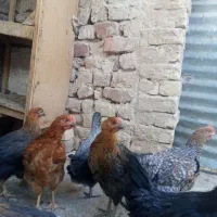 نوچه و جوجه خروس|حیوانات مزرعه|قم, جمکران|دیوار