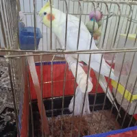 عروس هلندی نر سخنگو