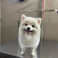 آرایشگاه حیوانات و دامپزشکی در اشرفی اصفهانی