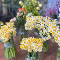 افر نرگس|گل و گیاه طبیعی|مشهد, هفت تیر (حافظ)|دیوار