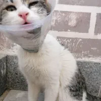 گربه پسر آروم و بغلی