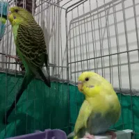 مرغ عشق نروماده مولد