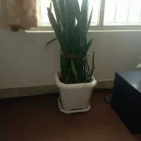 گل سانسوریا