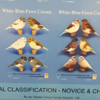 قناری گلستر اورجینال