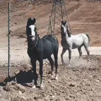 دوتا اسب سواری اصیل پر خون زیبا