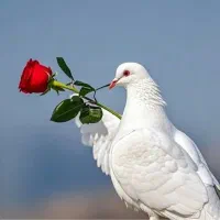 خط ثابت تلفن