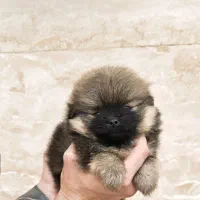 سگ پامر خرسی