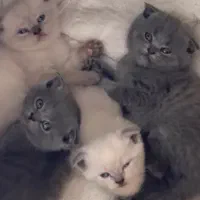 گربه اسکاتیش دبل فولد|گربه|نوشهر, |دیوار