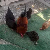 مرغ و خروس محلی