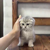 گربه اسکاتیش بلو گلد دبل فولد