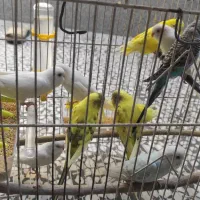 فروش تعدادی مرغ عشق|پرنده|شیراز, محراب|دیوار