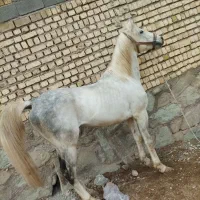 اسب نریان فوق العاده