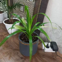 گل طبیعی پاندانوس