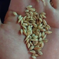 جو گندم شکسته ذرت|خدمات باغبانی و درختکاری|رامشیر, |دیوار