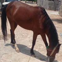 مایون درهشور