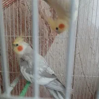 پرنده عروس هلندی