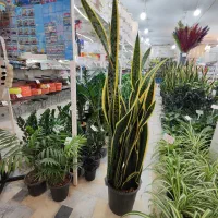 گلدان سانسوریا سایز بزرگ ابلق شامادورا پتوس شفلرا|گل و گیاه طبیعی|قم, ولیعصر|دیوار