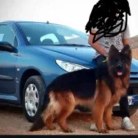 واگذاری تعدادی ژرمن