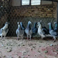 کبوتر پلاکی مسافتی