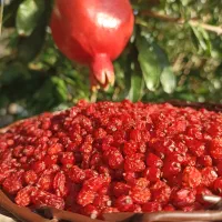 زرشک پفکی لوکس مستقیم از کشاورز خرید کنین|خوردنی و آشامیدنی|تهران, آبشار تهران (دریاچه)|دیوار