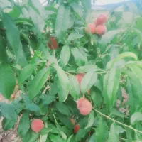 نقشه کشی باغ چاله زدن وکاشت درخت پذیرفته می شود