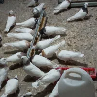 طوقی|پرنده|مریوان, |دیوار